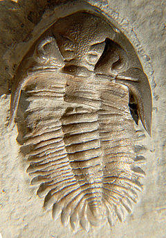 Bellacartwrigtia calliteles dorsal CRF.jpg