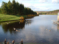 Picture of a reservoir with ducks and geese on it