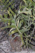 Banksia chamaephyton - Fishbone Banksia-5.JPG