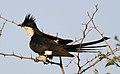 Jacobin Cuckoo, Pied Cuckoo, or Pied Crested Cuckoo (Clamator jacobinus) at Zaagkuildrift Road near Kgomo Kgomo, Limpopo, South Africa (31206565610).jpg