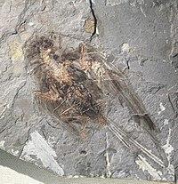 Cathayornis - early cretaceous Liaoning IMG 5191 Beijing Museum of Natural History.jpg