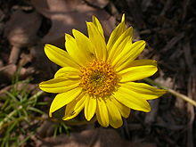 Coreopsis maritima head 2003-03-11.jpg