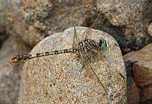Crenigomphus hartmanni.jpg