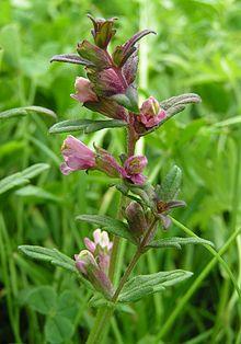 Red bartsia 800.jpg