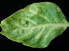 Symptoms of "Tomato spotted wilt tospovirus" on basil