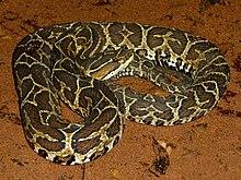 Urutú-cruzeiro (Bothrops alternatus).jpg