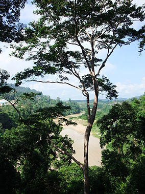 Taman Negara Sungai Tembeling.JPG