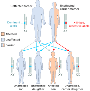 X recessive carrier mother.svg