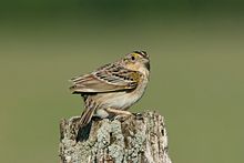 Grasshopper Sparrow.jpg