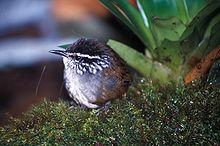Henicorhina leucophyrs.jpg