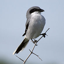 Lanius ludovicianus -Texas -USA-8-4c.jpg