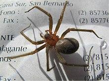 Loxosceles laeta1.jpg