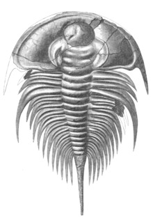 Olenellus thompsoni.png