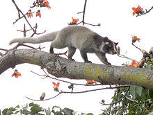 Palm civet on tree (detail).jpg