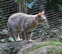 Parc des Felins Chat de Gordoni 28082013 2.jpg