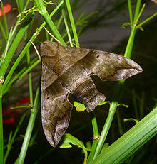 Perigonia lusca. Sphingidae. Macroglossinae.jpg