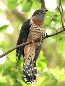 Red-chested Cuckoo (Cuculus solitarius) in tree crop.jpg