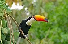 Toco Toucan (Ramphastos toco) in Papaya Tree (Carica papaya) (28997424215).jpg