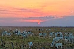 Aterdecer En Los Llanos De Apure (46754808).jpeg