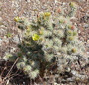 Cylindropuntia echinocarpa 1.jpg
