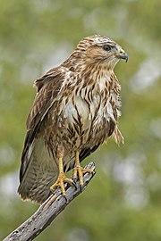 Steppe buzzard (Buteo buteo vulpinus).jpg