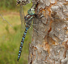 Aeshna crenata male.jpg