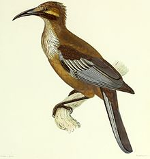 Archives du Muséum d'histoire naturelle (1836) (20332545851).jpg