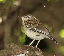Brown Scrub-robin (Erythropygia signata).jpg