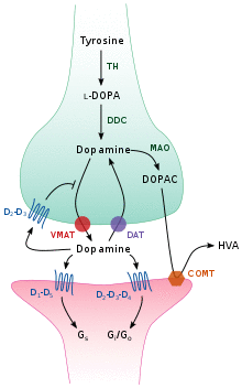 Cartoon diagram of a dopaminergic synapse, showing the synthetic and metabolic mechanisms as well as the things that can happen after release.