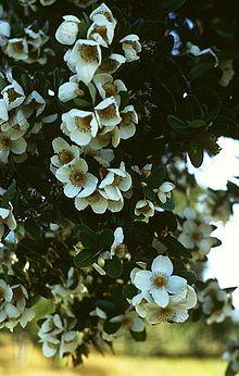 Eucryphia cordifolia.jpg