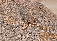 Hartlaub's Spurfowl (Pternistis hartlaubi) (8077252708).jpg