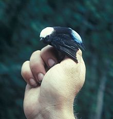 Lepidothrix isidorei (male) -NBII Image Gallery-a00296.jpg