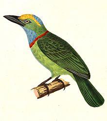 Megalaima henricii 1838.jpg