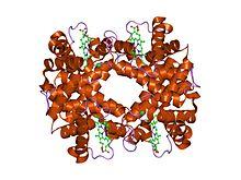 PDB 1hba EBI.jpg