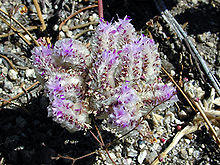 Pussy Paws (Cistanthe umbellata) at Yosemite.jpg