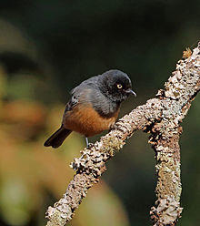 Rufous-bellied Tit, Sakania, DRC (14766509703).jpg