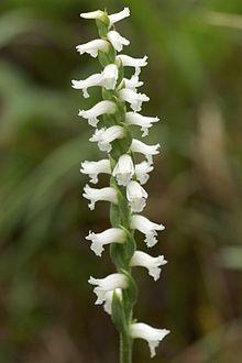 Spiranthes cernua (1).jpg