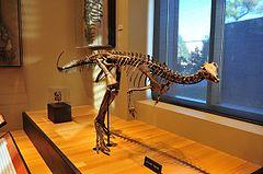 Beneski Museum of Natural History Dryosaurus altus.jpg
