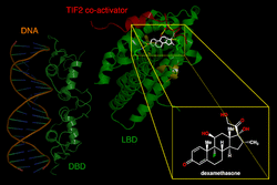 Glucocorticoid receptor.png