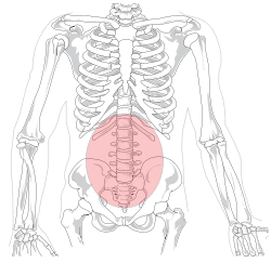 Lumbar region in human skeleton.svg