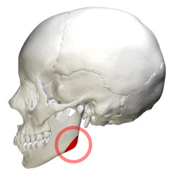 Mandibular angle - lateral view1.png