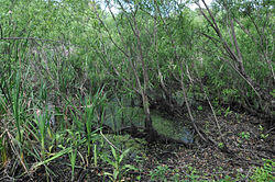 WINDOVER ARCHEOLOGICAL SITE NHL.jpg