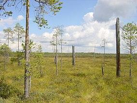 Patvinsuo kohosuota.jpg