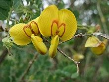 20140515Colutea arborescens02.jpg