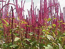 Amaranthus cruentus1.jpg