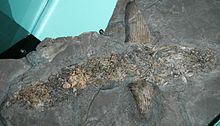 Cladoselache fyleri fossil.jpg