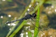 Diplacodes lefebvrii (Male), Futala Lake, Nagpur.jpg