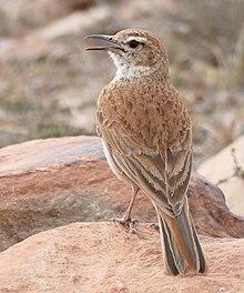 Eastern Long-billed Lark (Certhilauda semitorquata) calling ... (30544868485), crop.jpg
