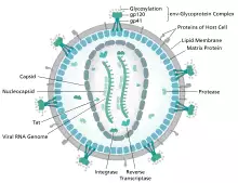diagram of microscopic viron structure