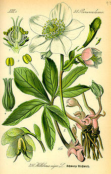 Illustration Helleborus niger0.jpg